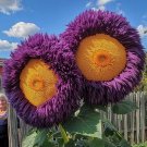 50 Rare Yellow & Purple Enchanting Giant Teddy Bear Sunflower Seeds Buy Seeds Online