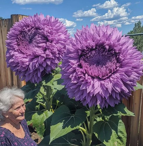 50 Rare Purple Enchanting Giant Teddy Bear Sunflower Seeds Buy Seeds Online