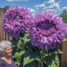 50 Rare Purple Enchanting Giant Teddy Bear Sunflower Seeds Buy Seeds Online