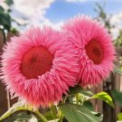 50 Rare Pink Enchanting Giant Teddy Bear Sunflower Seeds Buy Seeds Online