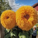50 50 Rare Yellow Enchanting Giant Teddy Bear Sunflower Seeds NonGMO Heirloom Buy Seeds Online