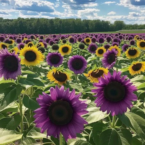 50 Rare Purple Sunflower Seeds Field &acirc;��Violet Glow&acirc;�� Stunning Heirloom Buy Seeds Online