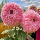 50 Rare Pink Giant Teddy Bear Sunflower Seeds Unique Fluffy Blooms Buy Seeds Online