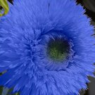 50 Blue Teddy Bear Sunflower Seeds Stunning Annual Blooms for Your Garden Buy Seeds Online