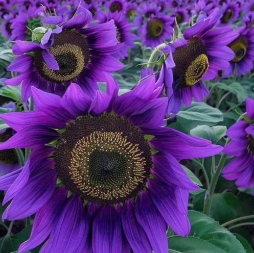 50 Rare Purple Sunflower Seeds &acirc;��Violet Majesty&acirc;�� Unique Blooms for Garden Buy Seeds Online