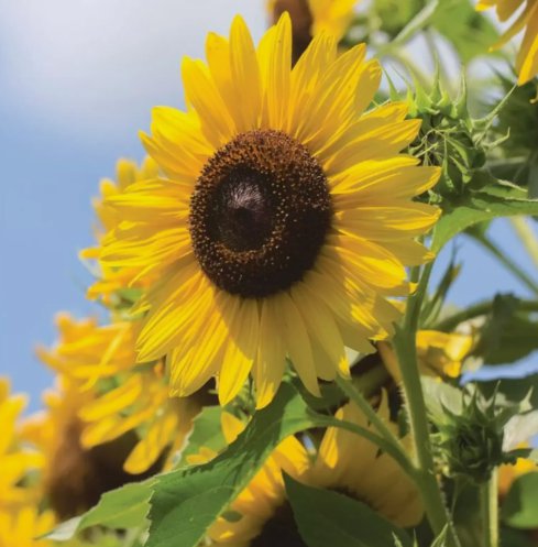 50 MultiHeaded Sunflower Seeds for Planting Rare and Stunning Garden Blooms Buy Seeds Online