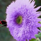 50 Rare Purple Teddy Bear Sunflower Seeds For Planting Non-Gmo Heirloom Buy Seeds Online