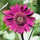 50 Purple Sunflower Seeds For Planting Non-Gmo Heirloom Garden Buy Seeds Online