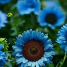 50 Midnight Oil Blue Sunflower Seeds Rare Bonsai Black Hybrid Buy Seeds Online