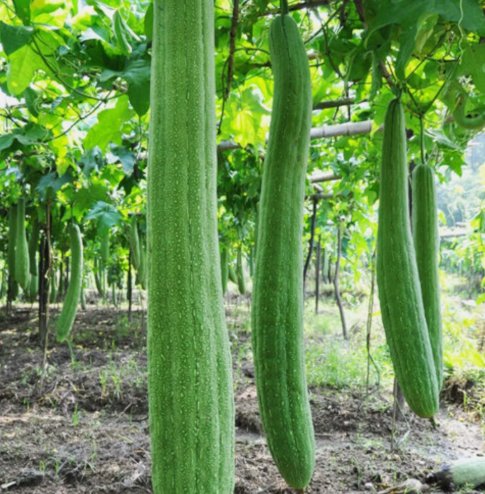 30 Super Long Luffa Gourd Seeds Non-Gmo, Loofah Sponge Gourd Seeds Buy Seeds Online