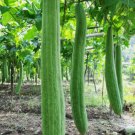 30 Super Long Luffa Gourd Seeds Non-Gmo, Loofah Sponge Gourd Seeds Buy Seeds Online