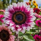 50  Strawberry Blonde Hybrid Sunflower Seeds Non-Gmo Heirloom Variety Buy Seeds Online