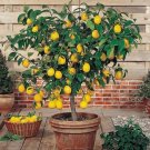 30 Perfume Lemon Seeds Grow Your Own Delicious Fruit-Bearing Bonsai Tree Buy Seeds Online