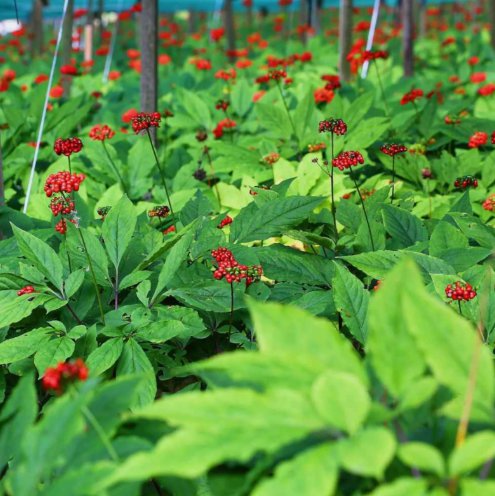 10 Asian Ginseng Seeds (Panax Ginseng) Medicinal Perennial Herb Buy Seeds Online