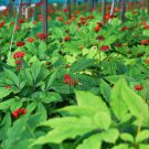 10 Asian Ginseng Seeds (Panax Ginseng) Medicinal Perennial Herb Buy Seeds Online
