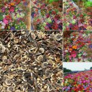 200 Seasonal Enchantment Garden Mixed Perennial Flower Seeds Collection Buy Seeds Online