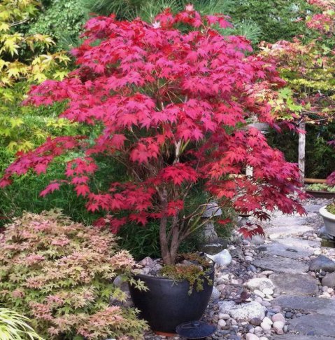 25 Red Japanese Maple Seeds, Acer (Palmatum Atropurpureum) Buy Seeds Online
