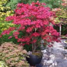 25 Red Japanese Maple Seeds, Acer (Palmatum Atropurpureum) Buy Seeds Online