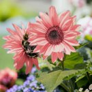 50 Non-Gmo Pink Sunflower Seeds For Planting High Germination Rate Buy Seeds Online