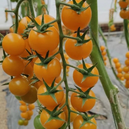 100 Patio Choice Yellow Cherry Tomato Seeds Heirloom Non-GMO Super Sweet Buy Seeds Online