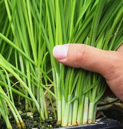 500 Garlic Chive Seeds for Planting Heirloom Non-GMO Chinese Chives Buy Seeds Online