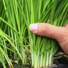 500 Garlic Chive Seeds for Planting Heirloom Non-GMO Chinese Chives Buy Seeds Online