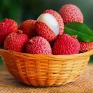 10 Lychee Tropical Fruit Heirloom Seeds Non-GMO Litchi Seed for Gardening Buy Seeds Online