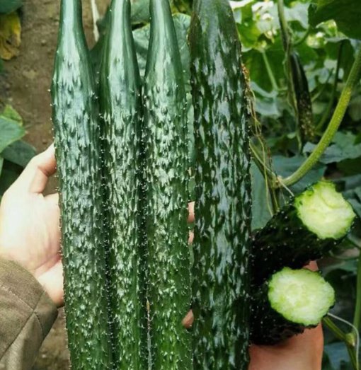 60 Asian Suyo Long Cucumber Seeds Heirloom Non-GMO China Long Hybrid Buy Seeds Online