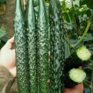 60 Asian Suyo Long Cucumber Seeds Heirloom Non-GMO China Long Hybrid Buy Seeds Online