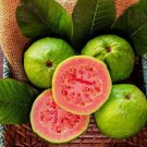 50 Tropical Strawberry Guava Organic Pink Guava Seeds Exotic Flavors Buy Seeds Online