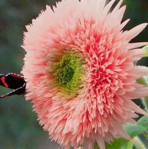 50 Pink Pooh Sunflower Seeds Unique Pink Blooms Non-GMO Heirloom Organic Buy Seeds Online