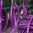 350 Long Purple Eggplant Seeds Heirloom Variety Non-GMO Vegetable Seed Buy Seeds Online