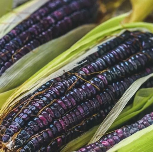 50 Blue Corn Heirloom Seeds Non-GMO, Open-Pollinated, Flour Corn Buy Seeds Online
