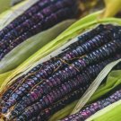 50 Blue Corn Heirloom Seeds Non-GMO, Open-Pollinated, Flour Corn Buy Seeds Online