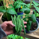 50 Organic Bush Beans Seeds Non-GMO, Heirloom Green Vegetable for Gardens Buy Seeds Online