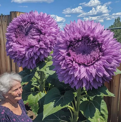 50 Rare Purple Enchanting Giant Teddy Bear Sunflower Seeds Buy Seeds Online
