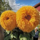 50 Rare Yellow Enchanting Giant Teddy Bear Sunflower Seeds Non-GMO Heirloom Buy Seeds Online