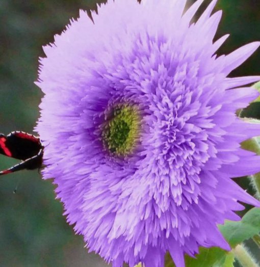 50 Rare Purple Teddy Bear Sunflower Seeds for Planting Non-GMO Heirloom Buy Seeds Online