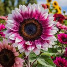 50  Strawberry Blonde Hybrid Sunflower Seeds Non-GMO Heirloom Variety Buy Seeds Online