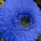 50 Blue Teddy Bear Sunflower Seeds Stunning Annual Blooms for Your Garden Buy Seeds Online