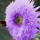 50 Rare Purple Teddy Bear Sunflower Seeds for Planting Non-GMO Heirloom Buy Seeds Online