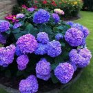 25 Blue Pink Purple Hydrangea Beautiful and Hardy Perennial Flowers Buy Seeds Online