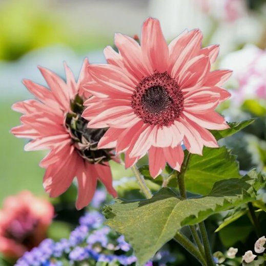 50 Non-GMO Pink Sunflower Seeds for Planting High Germination Rate Buy Seeds Online