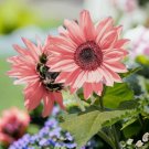 50 Non-GMO Pink Sunflower Seeds for Planting High Germination Rate Buy Seeds Online
