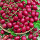 200 Tomato Cherry Pink Grape Seeds Heirloom Non-Gmo Seeds Buy Seeds Online