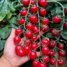 200 Waterfall Tomato Seeds Heirloom Non-Gmo High-Yield Variety Buy Seeds Online