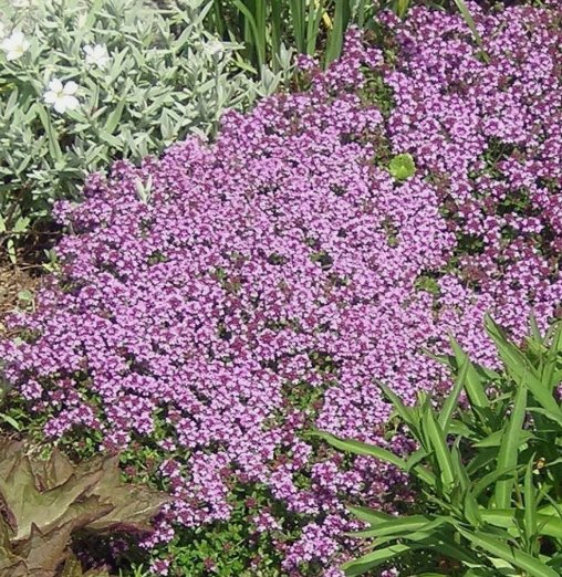 3500 Dwarf Creeping Thyme Seeds Thymus Serpyllum Ground Cover  Buy Seeds Online