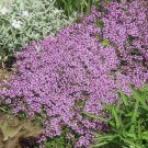 3500 Dwarf Creeping Thyme Seeds Thymus Serpyllum Ground Cover  Buy Seeds Online