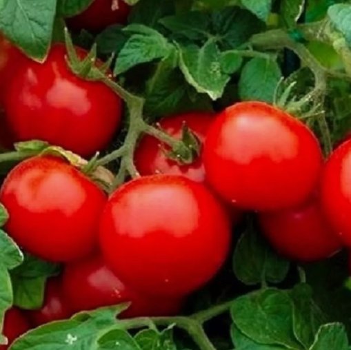50 Cherry Tomato Seeds Large Heirloom Tomato Seeds Non-Gmo Vegetable Seeds Buy Seeds Online
