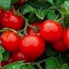 50 Cherry Tomato Seeds Large Heirloom Tomato Seeds Non-Gmo Vegetable Seeds Buy Seeds Online